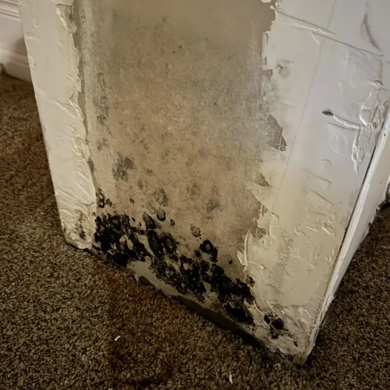 Professional Mold Removal in Weston, WI